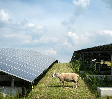 Овцы едят растения горчицы на солнечной ферме в Гелдерланде, Нидерланды.